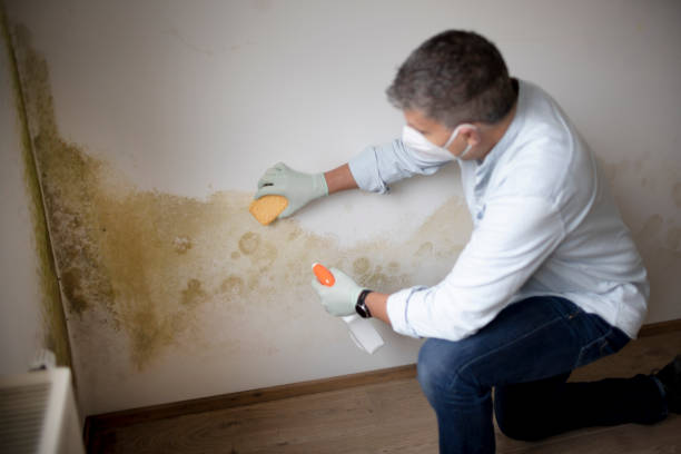 Kensington, CT Mold Removal Company