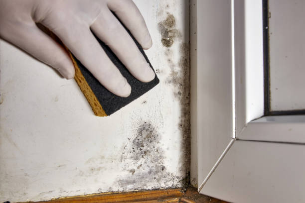 Best Basement Mold Removal  in Kensington, CT