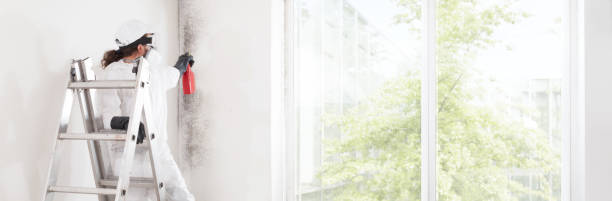 Professional Mold Removal in Kensington, CT
